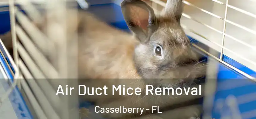 Air Duct Mice Removal Casselberry - FL